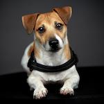 Profiel foto van Jack